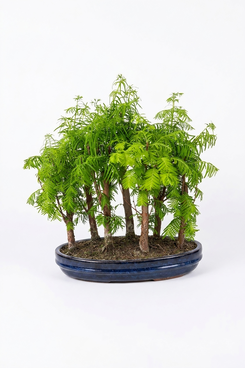 FICUS MİTRO BONSAİ S_SHAPE40-50CMP22