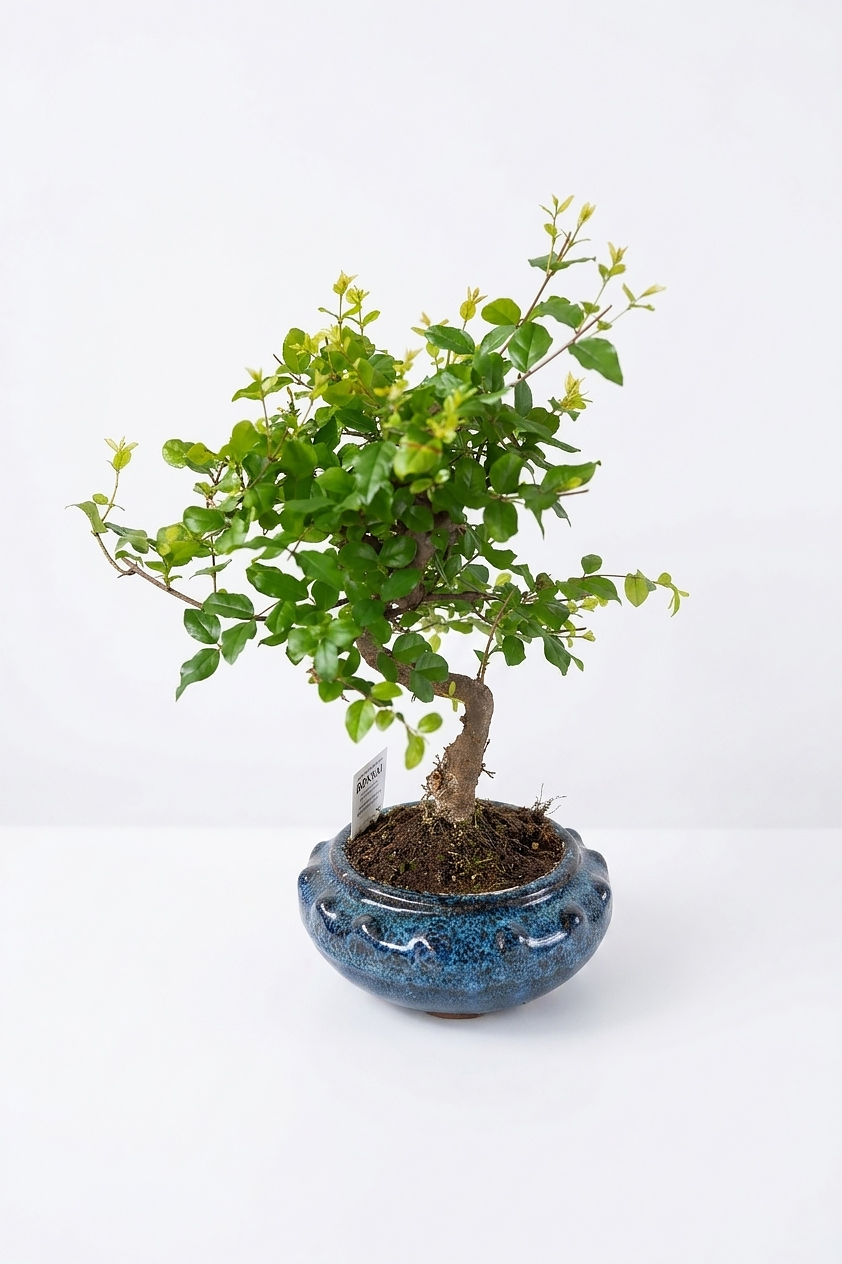 FICUSMITROCARPA500GR P22