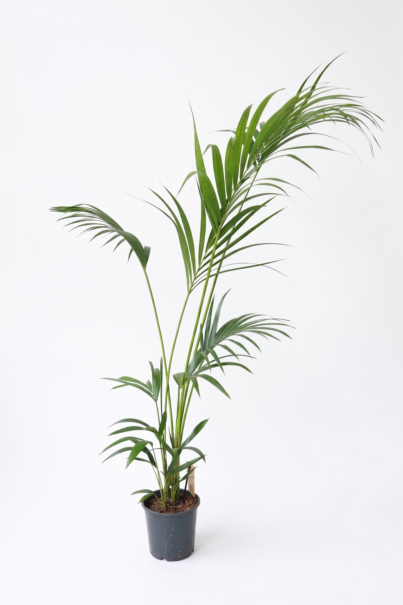 HOWEA FORSTERIANA P24