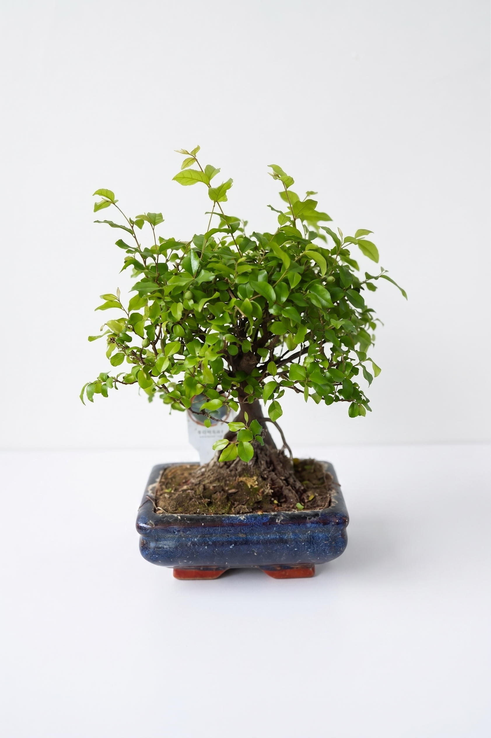 FICUS MİGROCARPA BONZAİP15