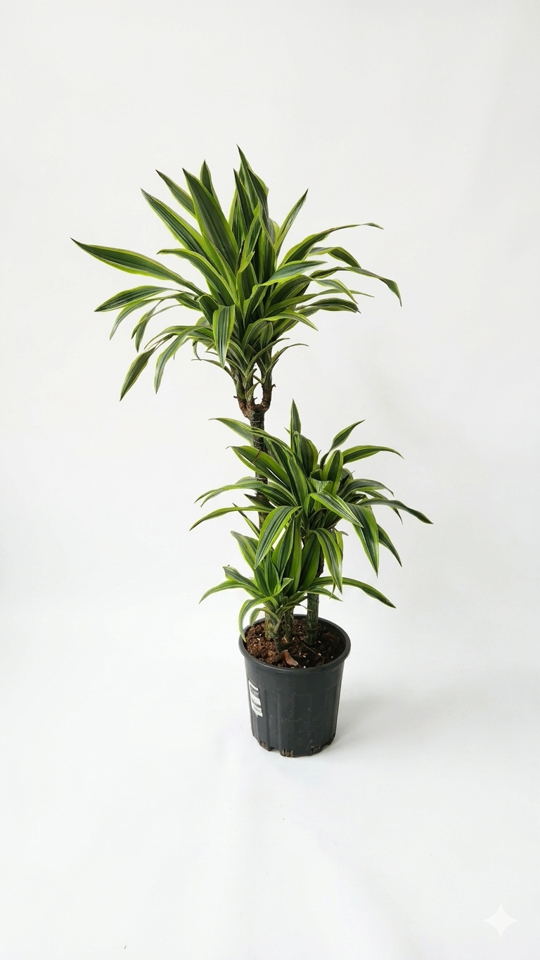 DRACAENA DREMENSIZ 3'LÜ BÜYÜK