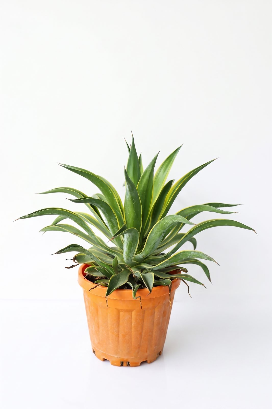 AGAVE LOPHANTA 7.5L
