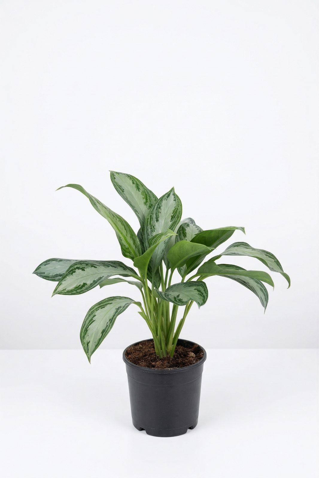 AGLAONEMA MIX KÜÇÜK