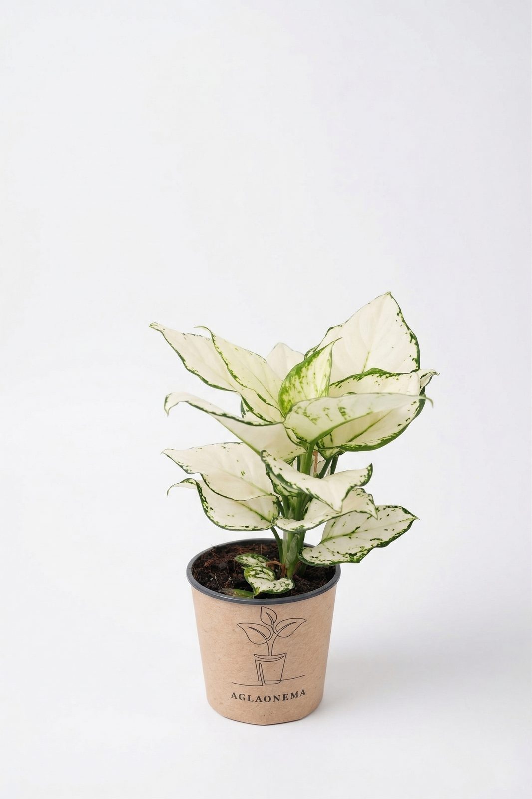 AGLAONEMA MIX KÜÇÜK görsel 2