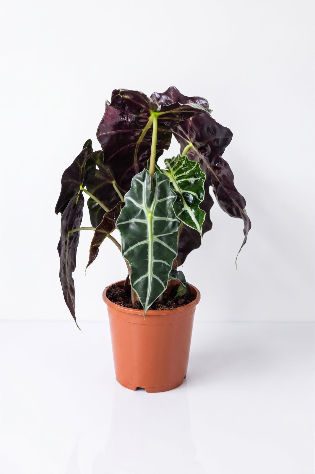 ALOCASIA MIX P19