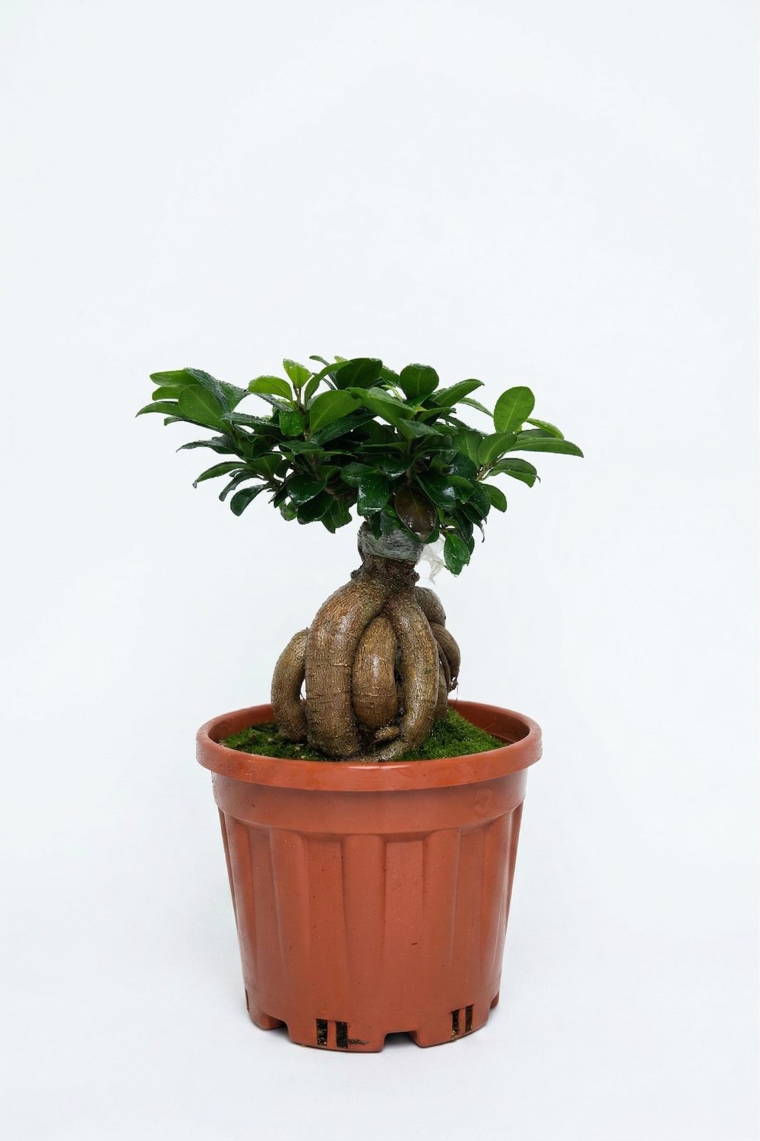 BONSAI 1000 GR