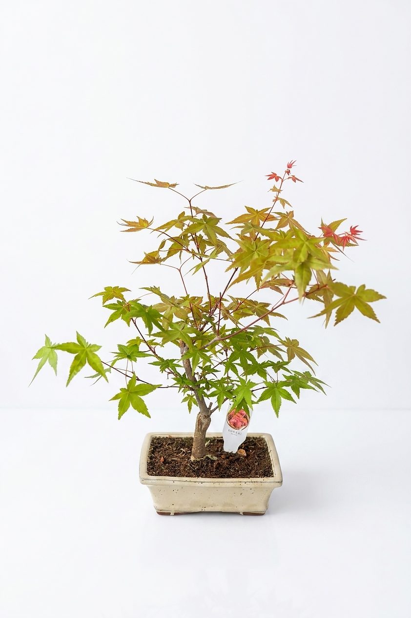 BONSAI AKÇAAĞAÇ (KÜÇÜK)