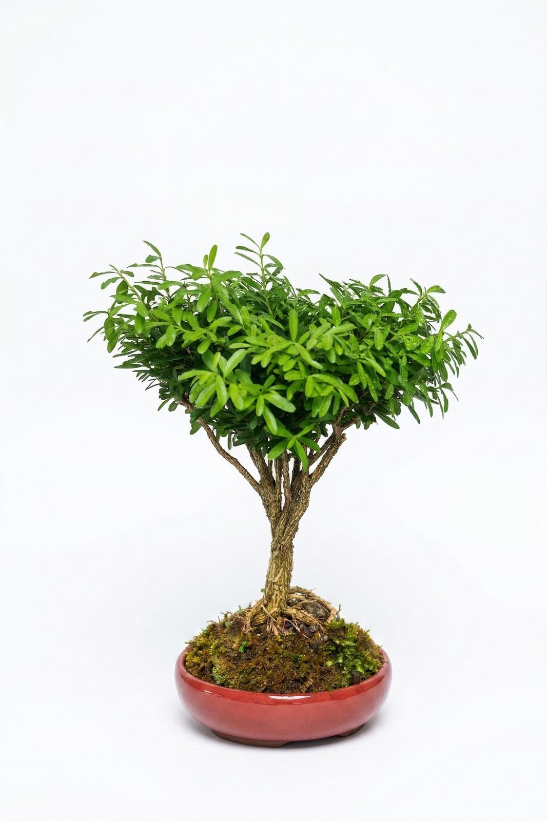 BONSAI SÜS İĞDESİ görsel 2