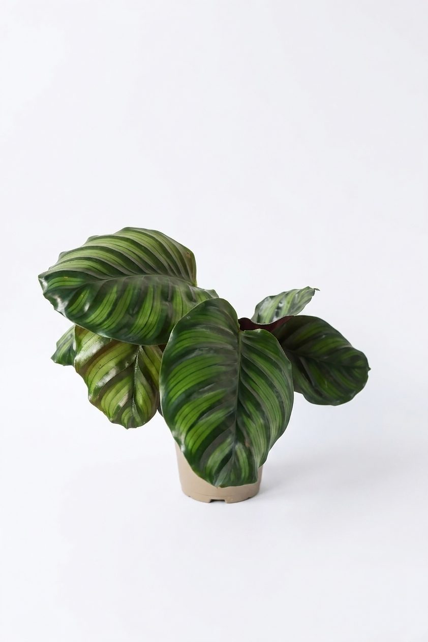 CALATHEA MIX P14
