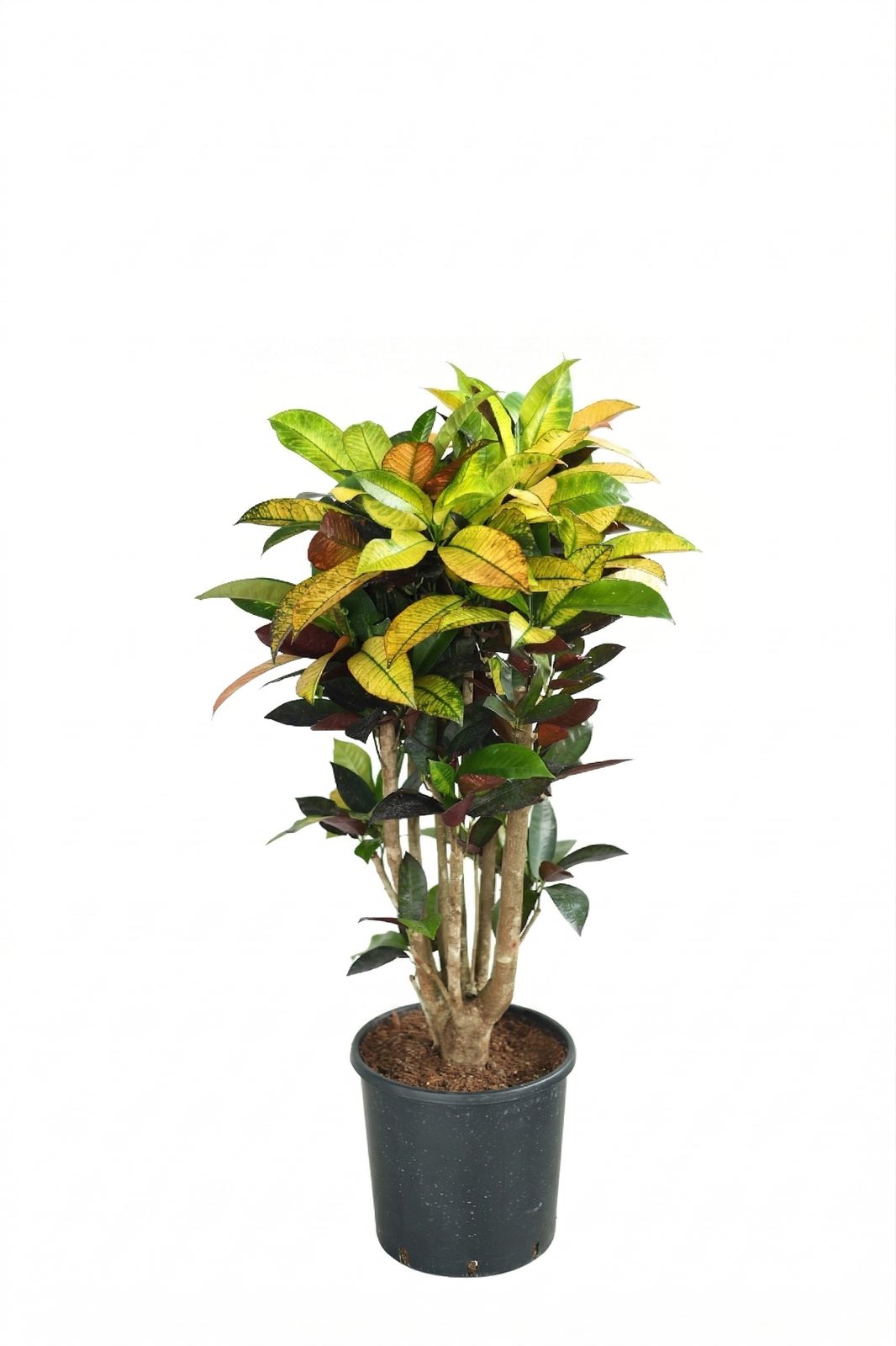 CODIAEUM VARIEGATUN P24