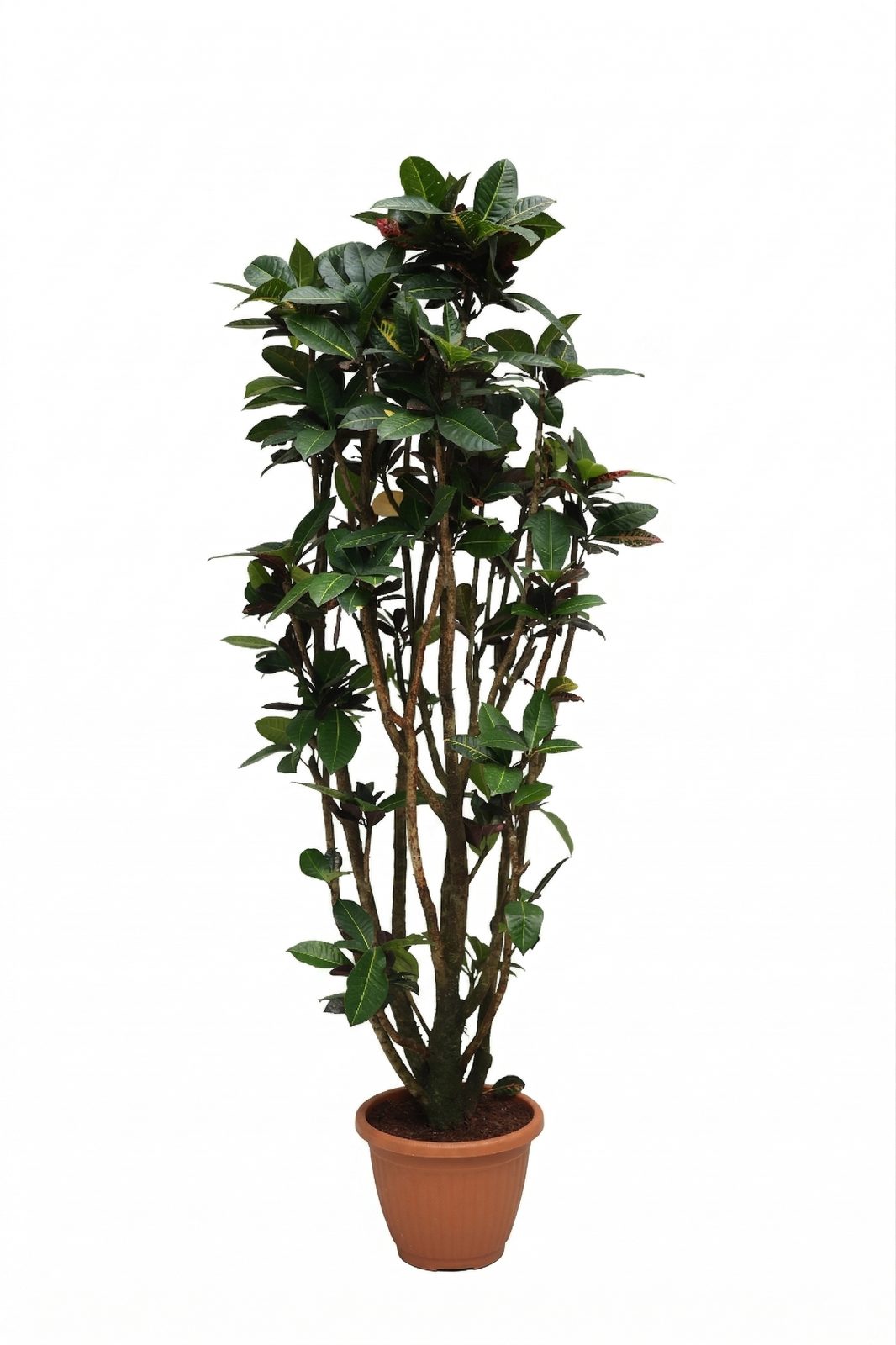 CODIAEUM VARIEGATUN P27