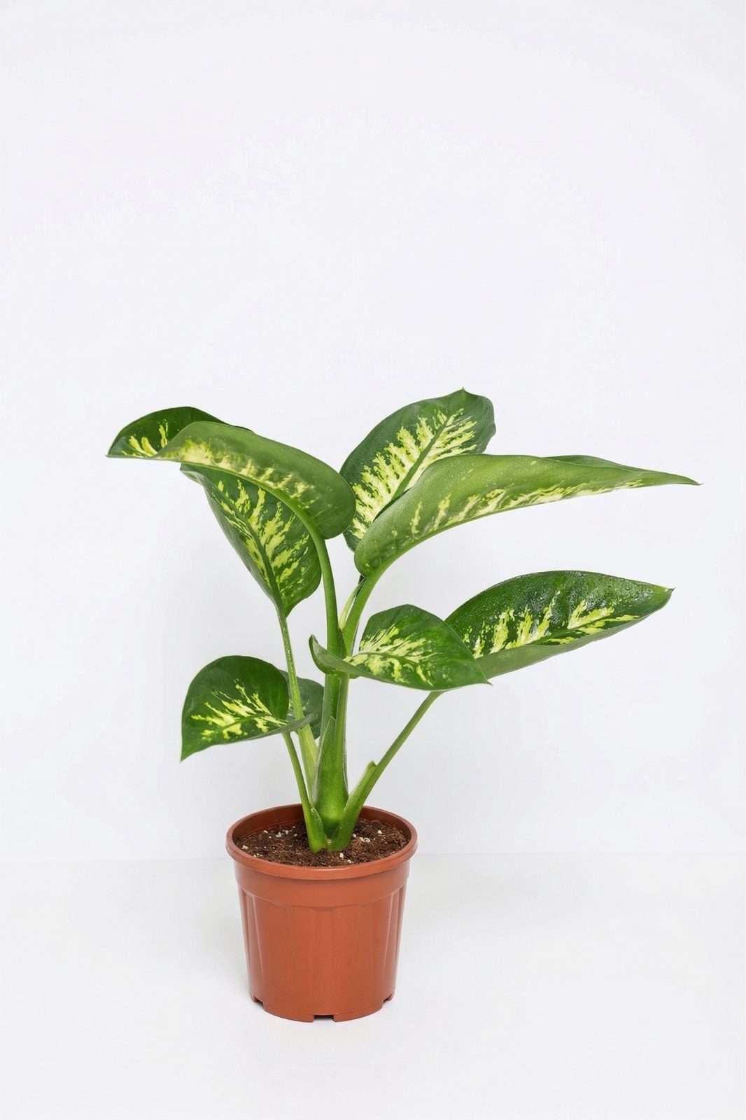 DIEFFENBACHIA CAMILLA P17