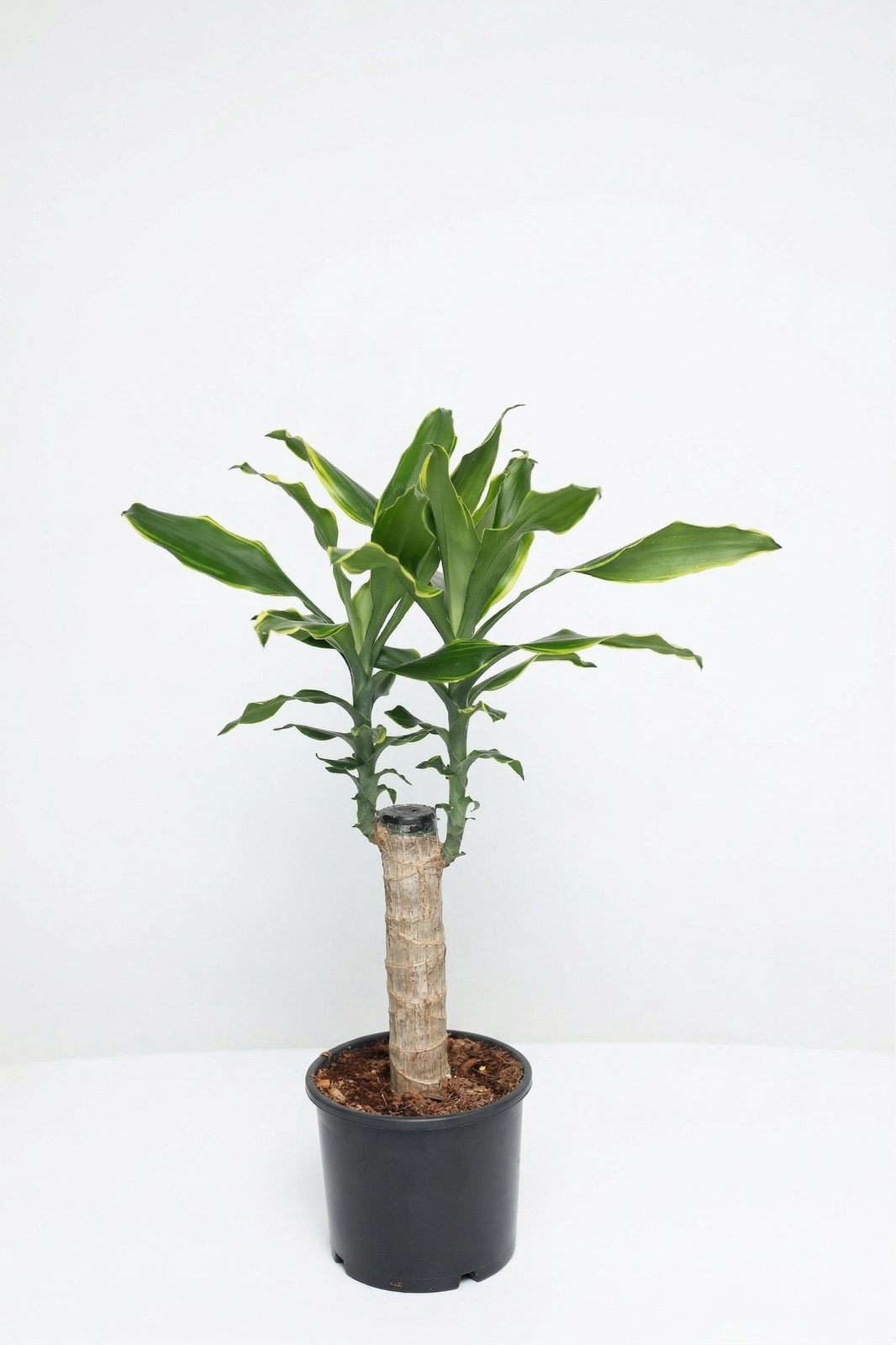 DRACAENA MASSENGEANE P15