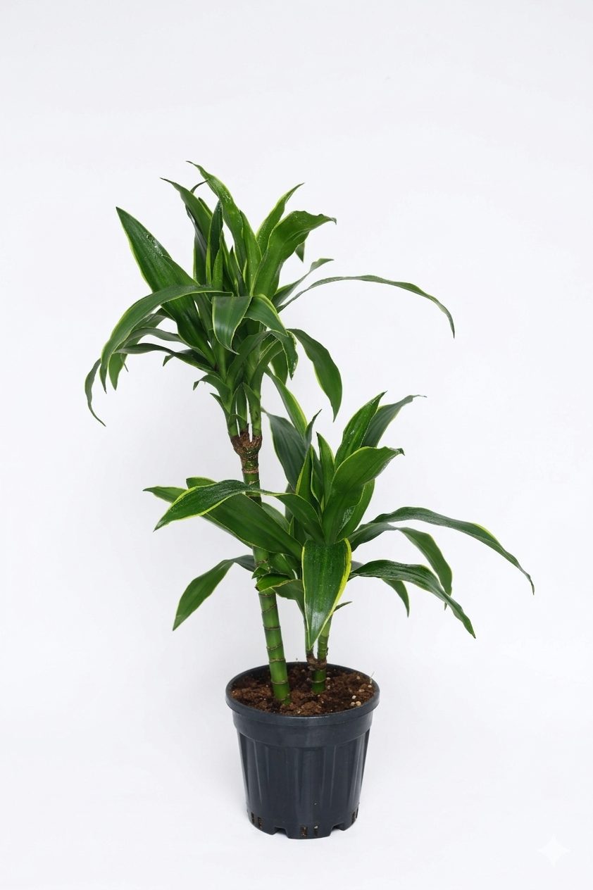 DRACAENA MASSENGEANE P15 görsel 2