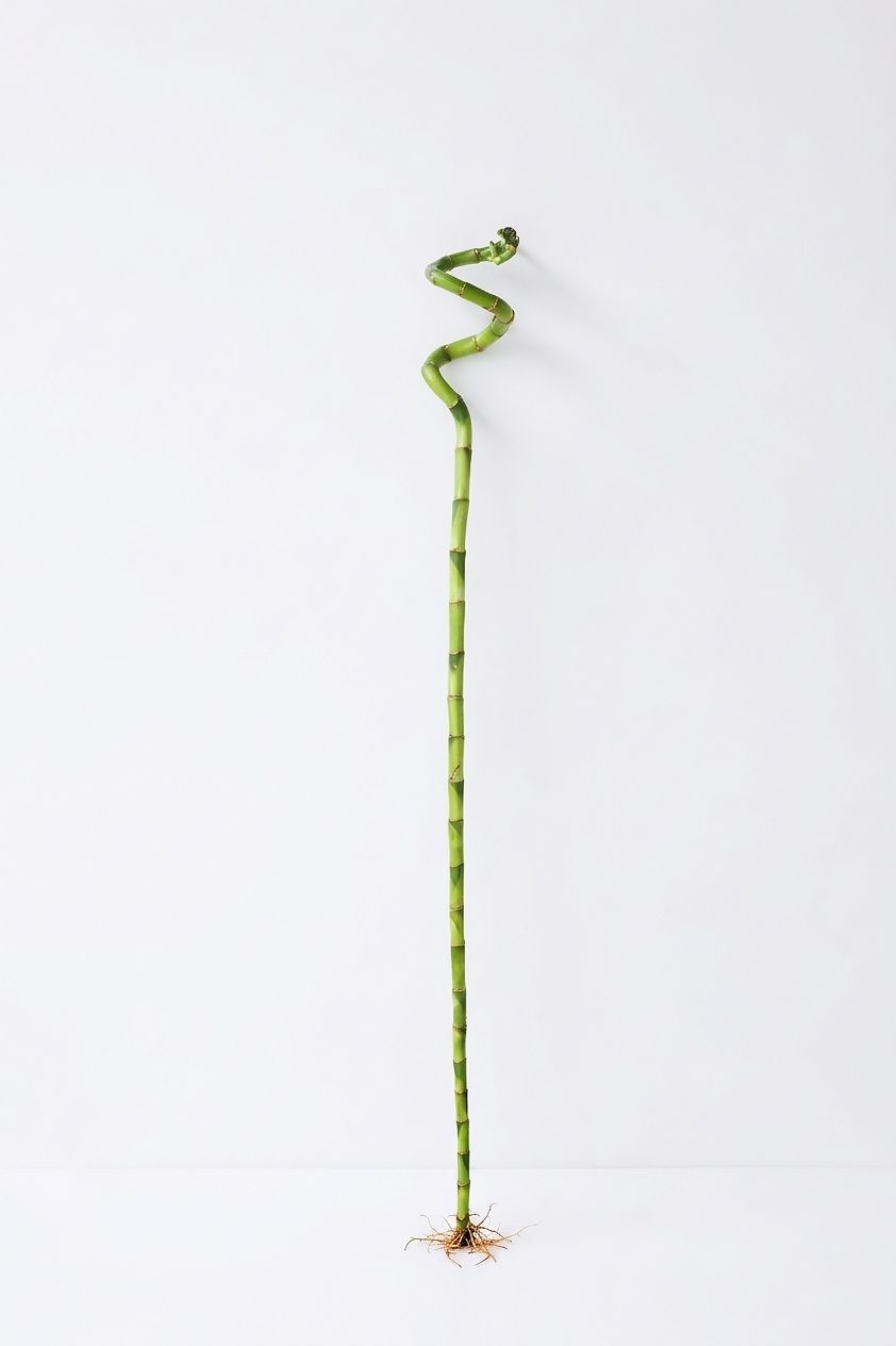 SANDERIANA BAMBU 100CM