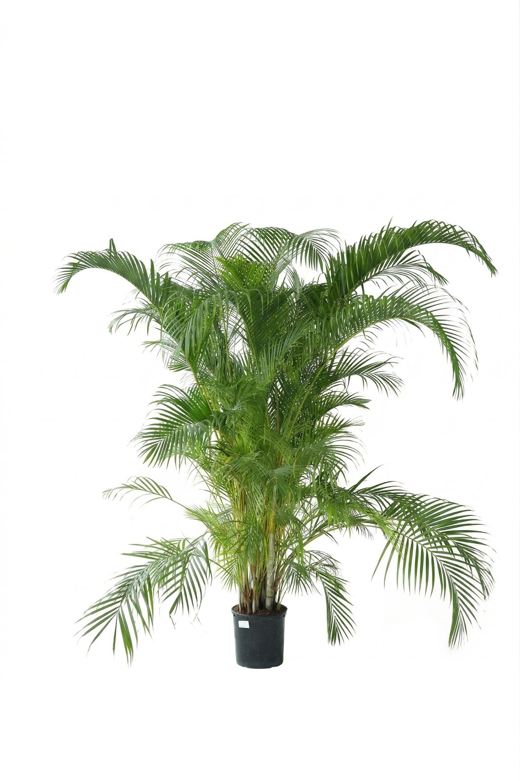 DYPSIS LUTESCENS ARECA P30 görsel 3