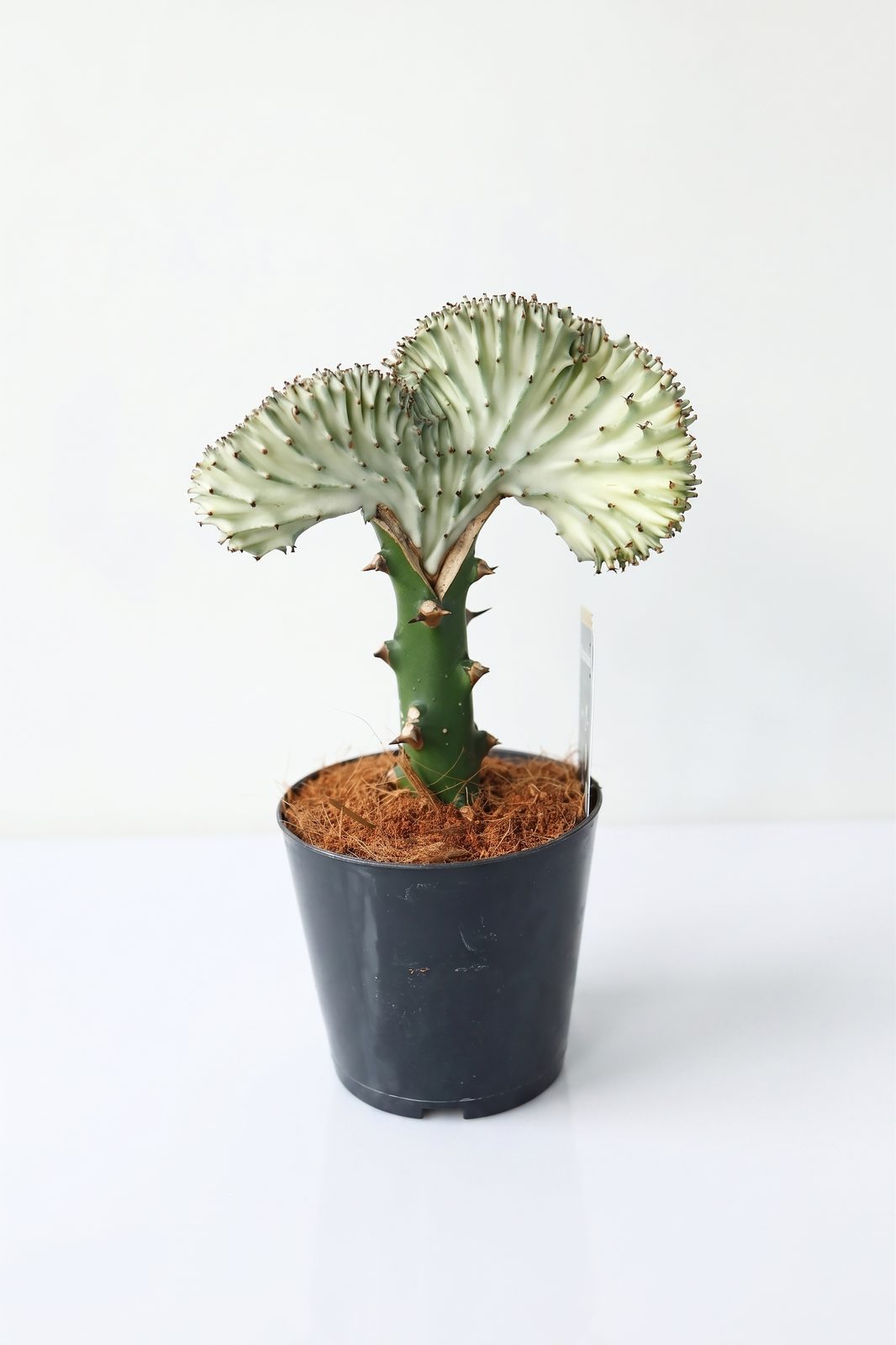 EUPHORBIA LACTEA CRISTATA P10.5