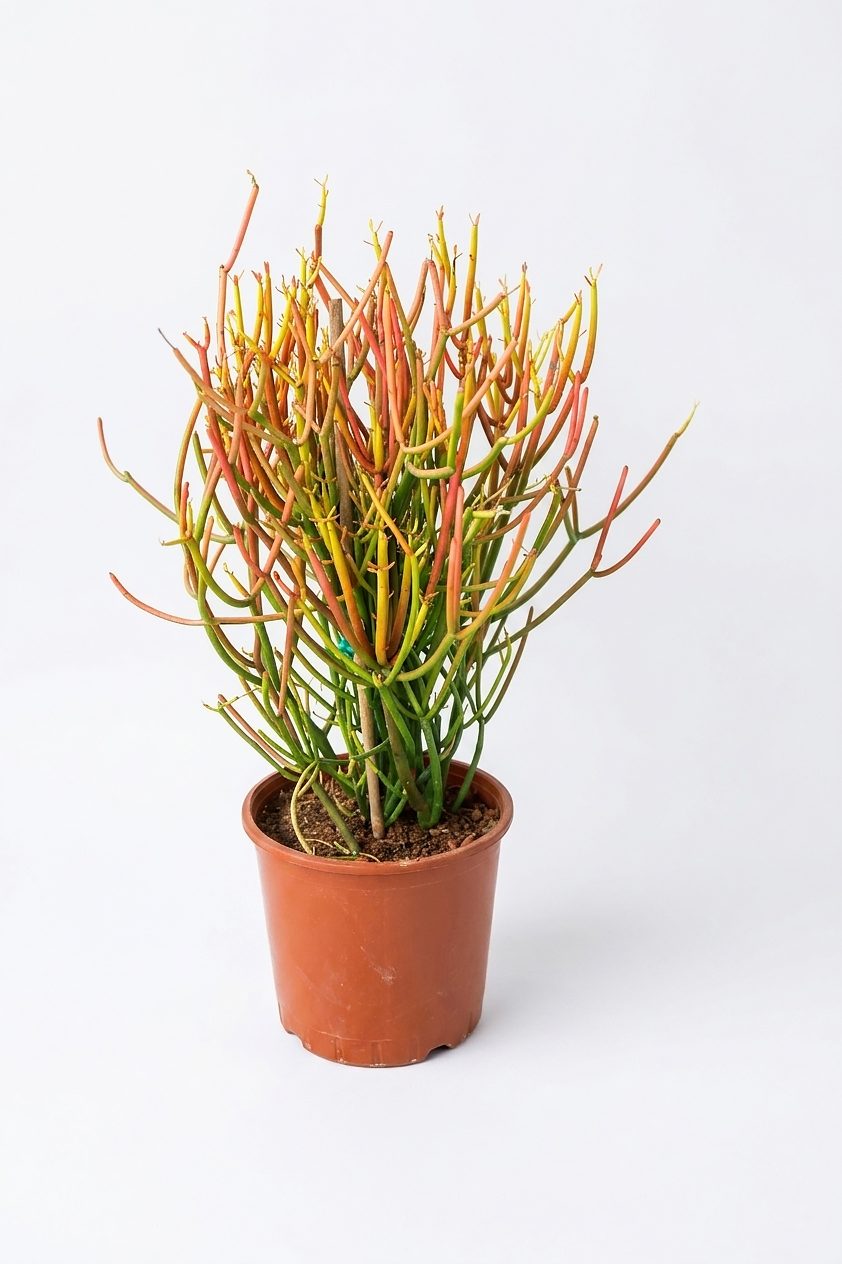EUPHORBIA MIX P24