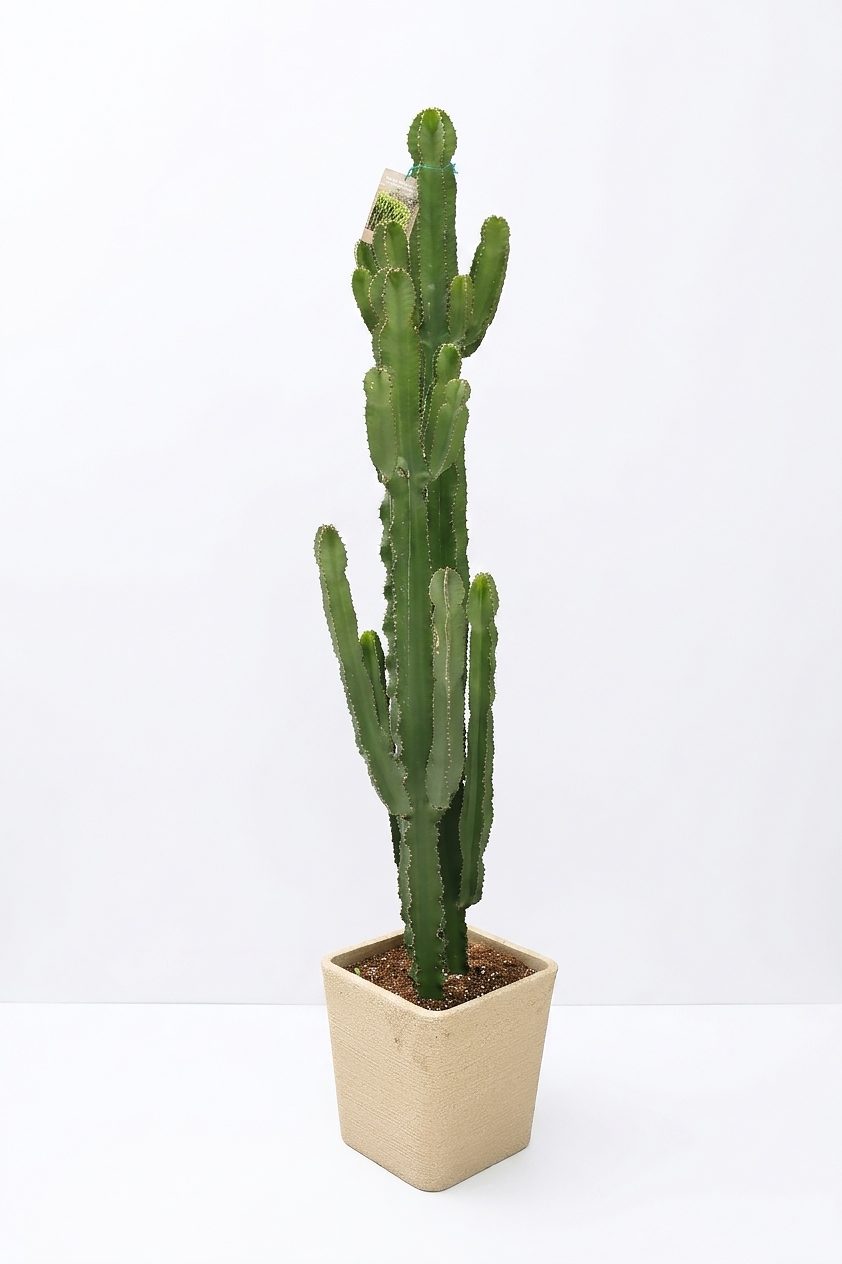 EUPHORBIA MIX P40