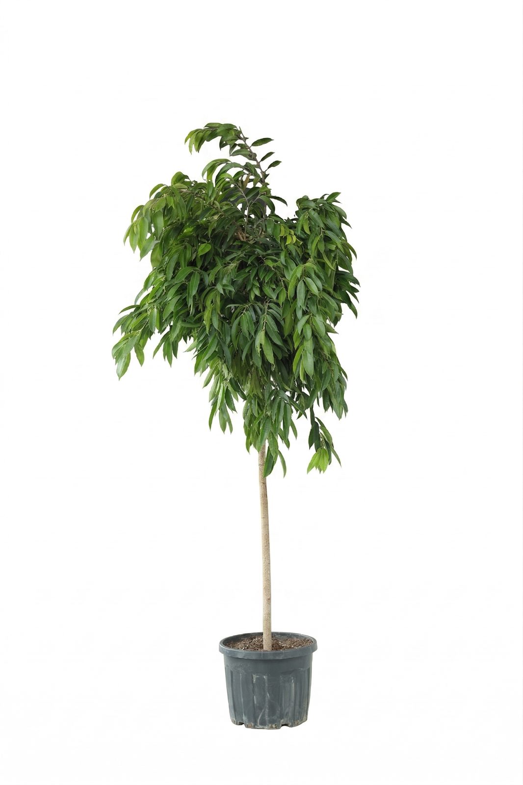 FICUS ALII P24