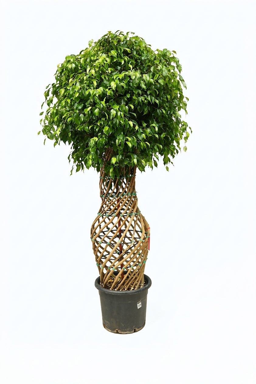 FICUS BENJAMIN P30 ORTA BOY