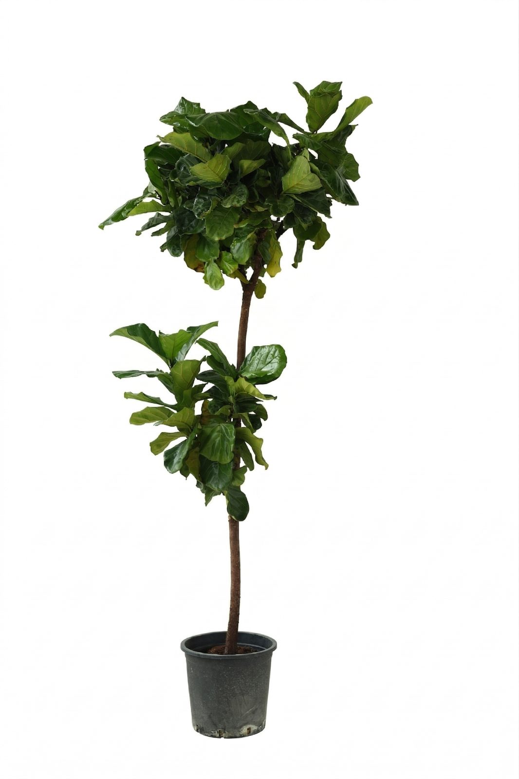 FICUS BENJAMIN P30 ORTA BOY görsel 3