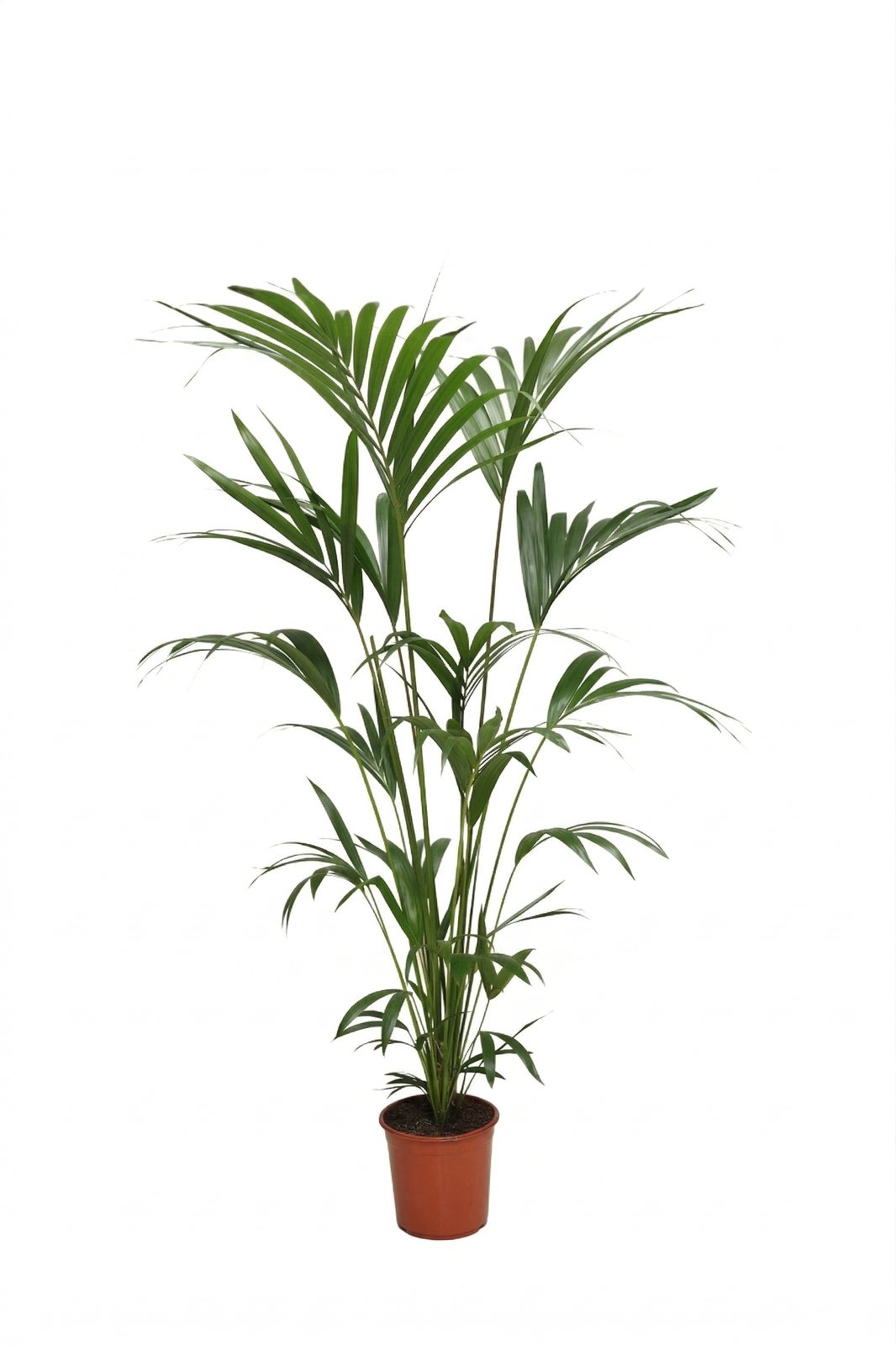 HOWEA FORSTERIANA P21