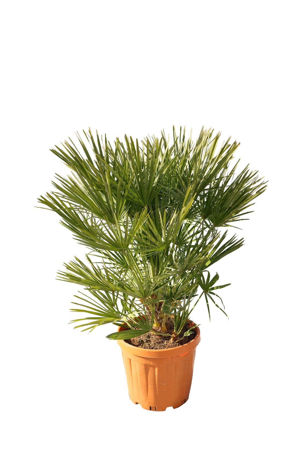 HUMULIS CONPACTA 18 LITRE