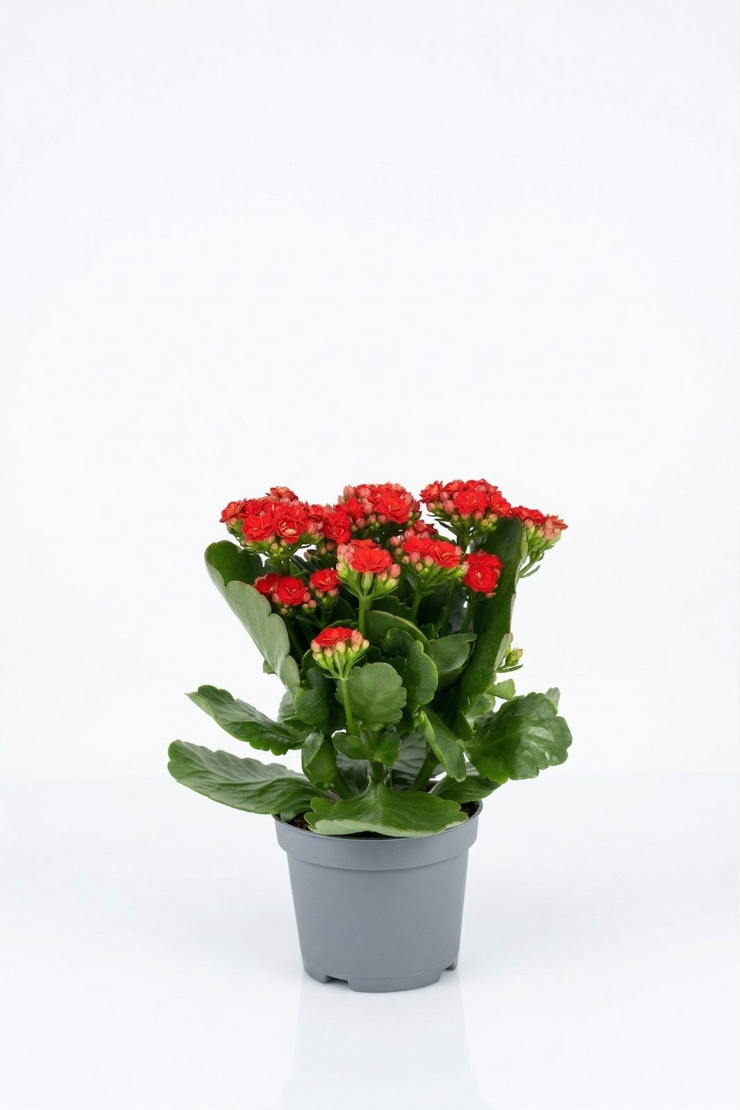 KALANCHOE MIX görsel 2