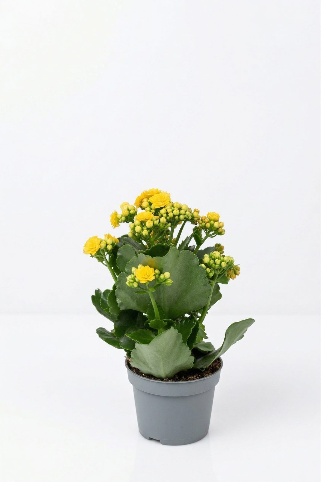 KALANCHOE MIX görsel 4