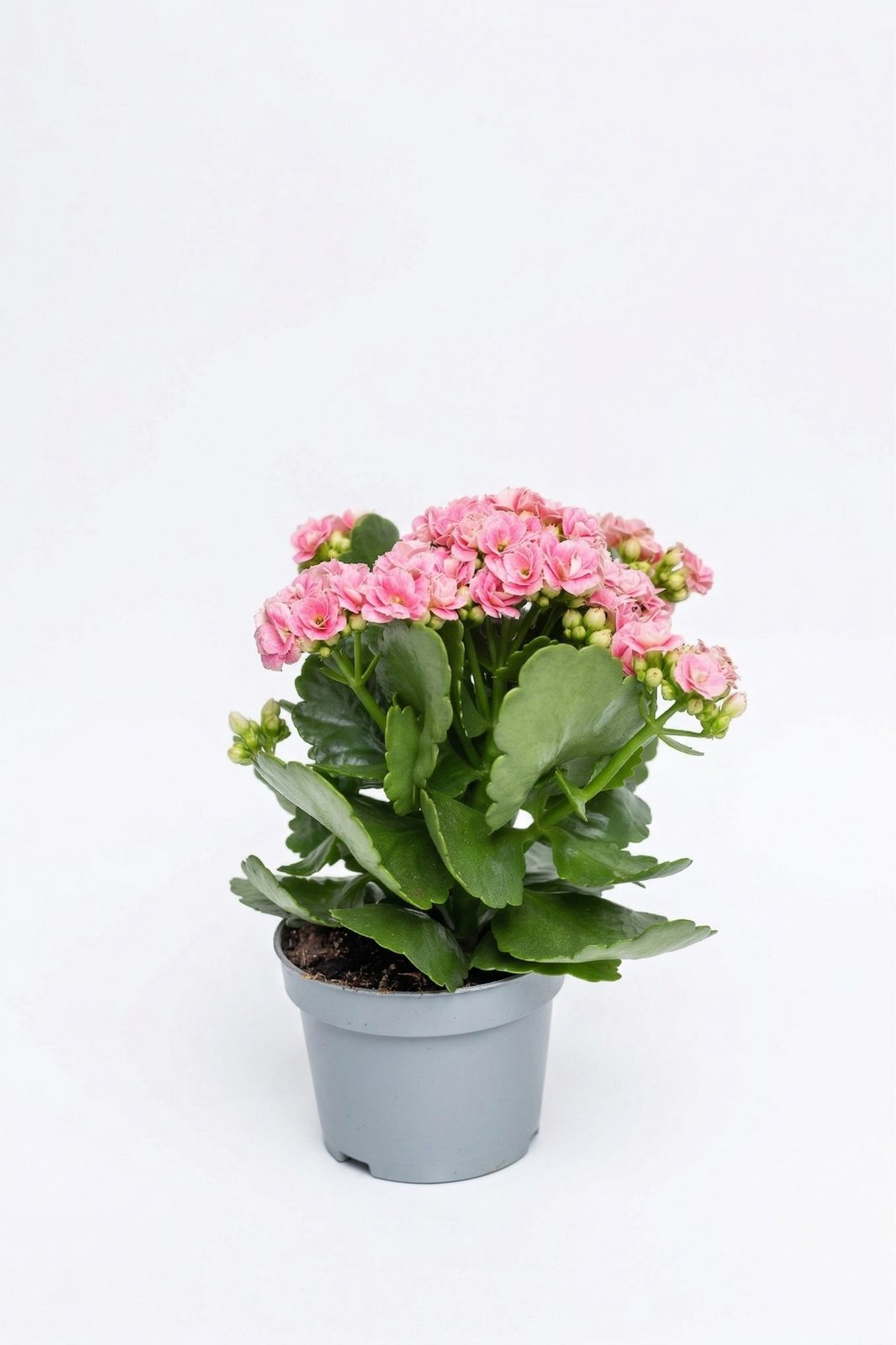 KALANCHOE MIX görsel 5