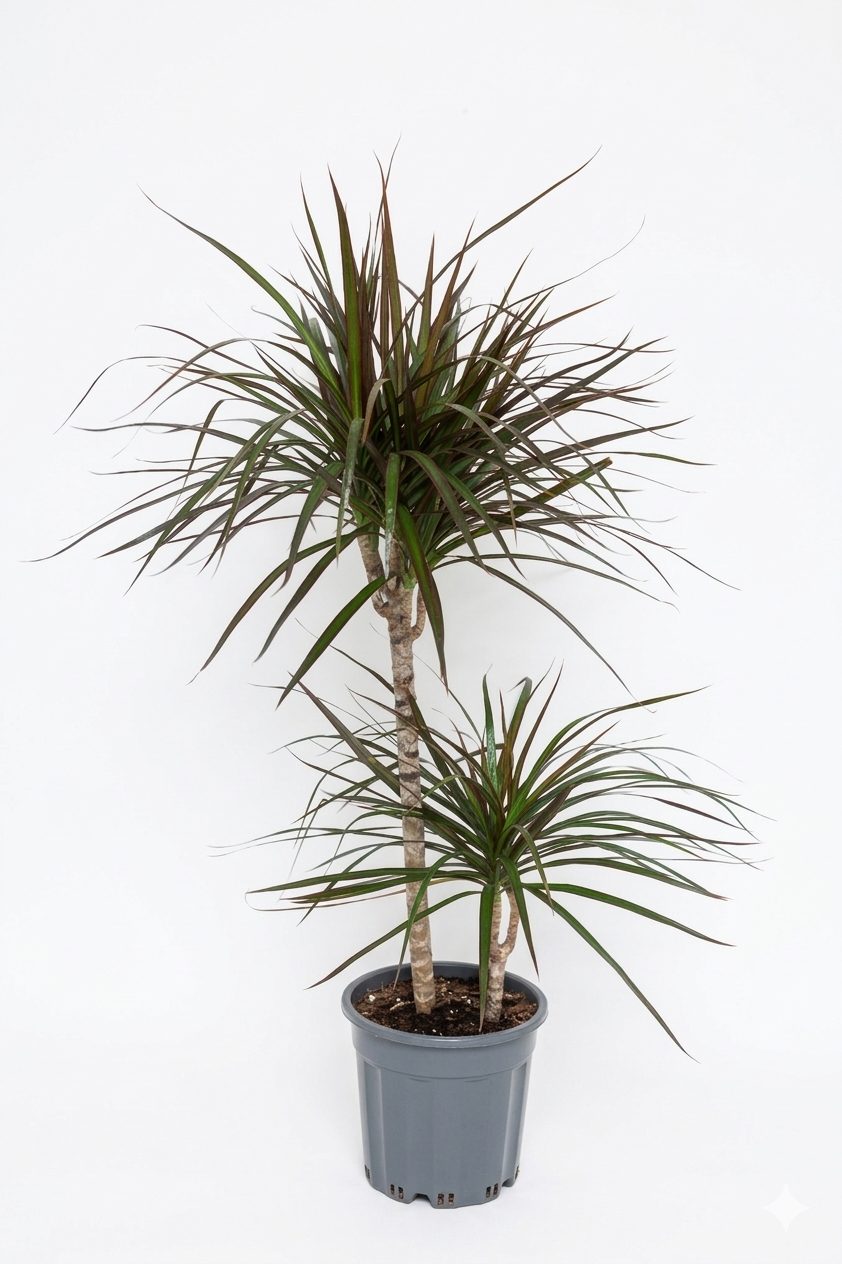 MARGINATA 2 Lİ