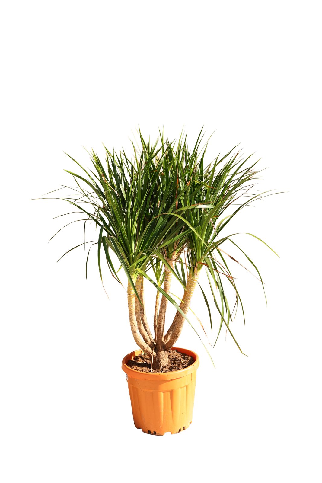 MARGINATA 2 Lİ görsel 2