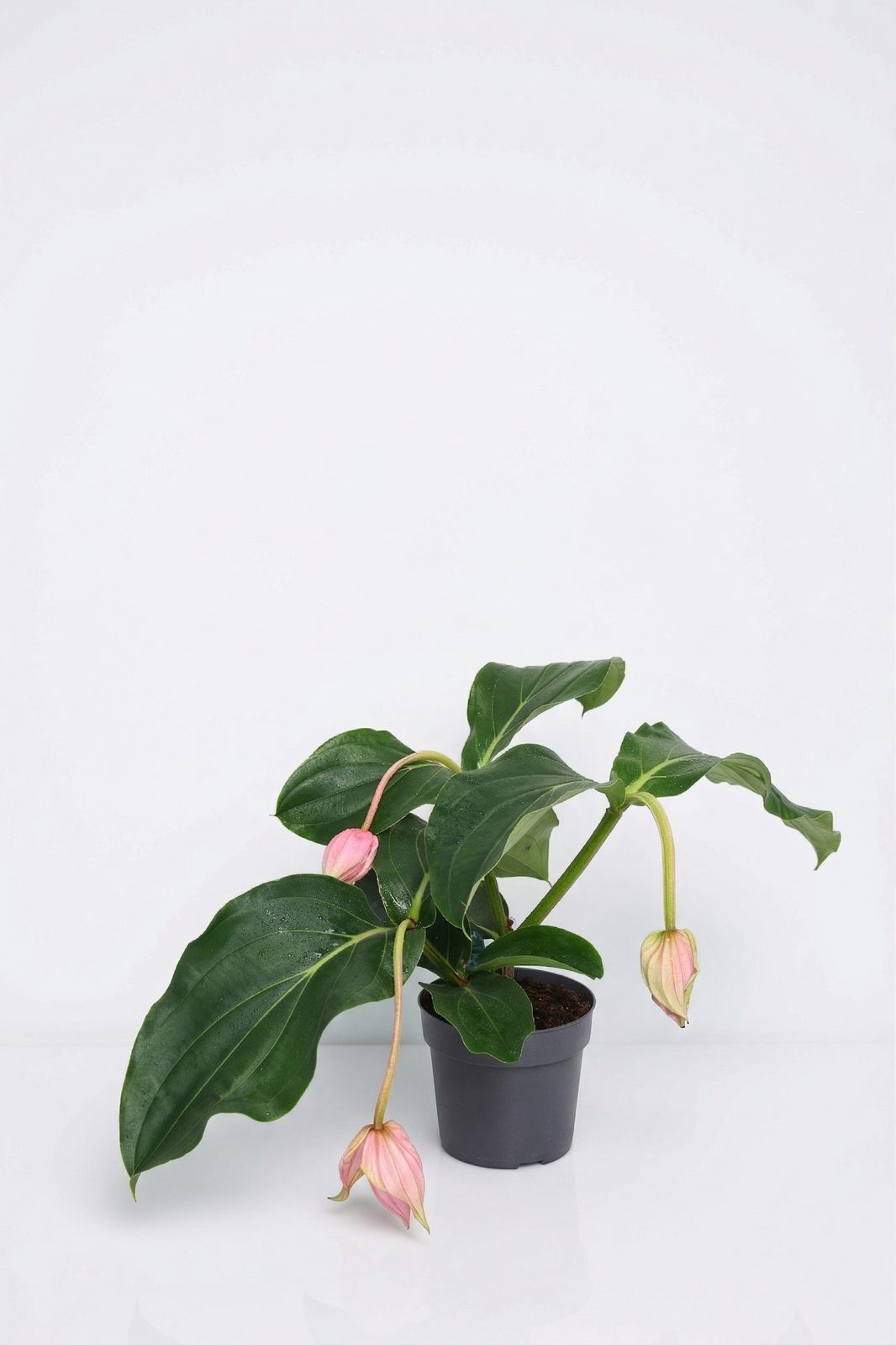 MEDINILLA FLEMANCO