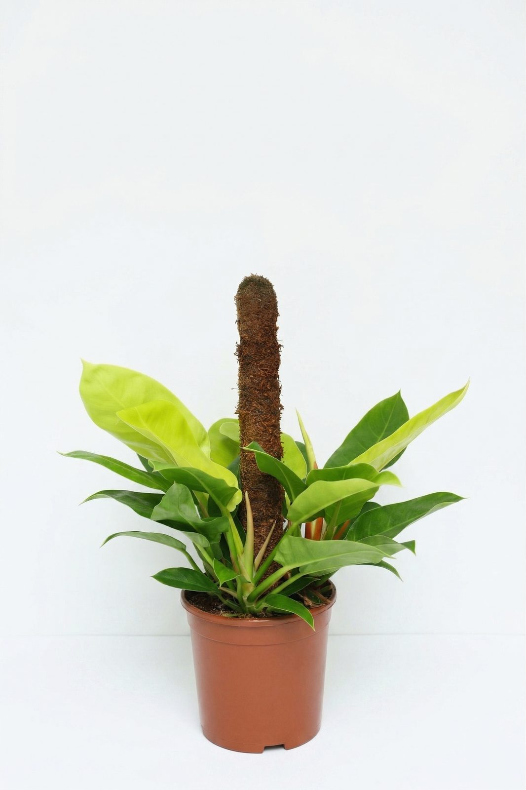 PHILODENDRON MIX BÜYÜK