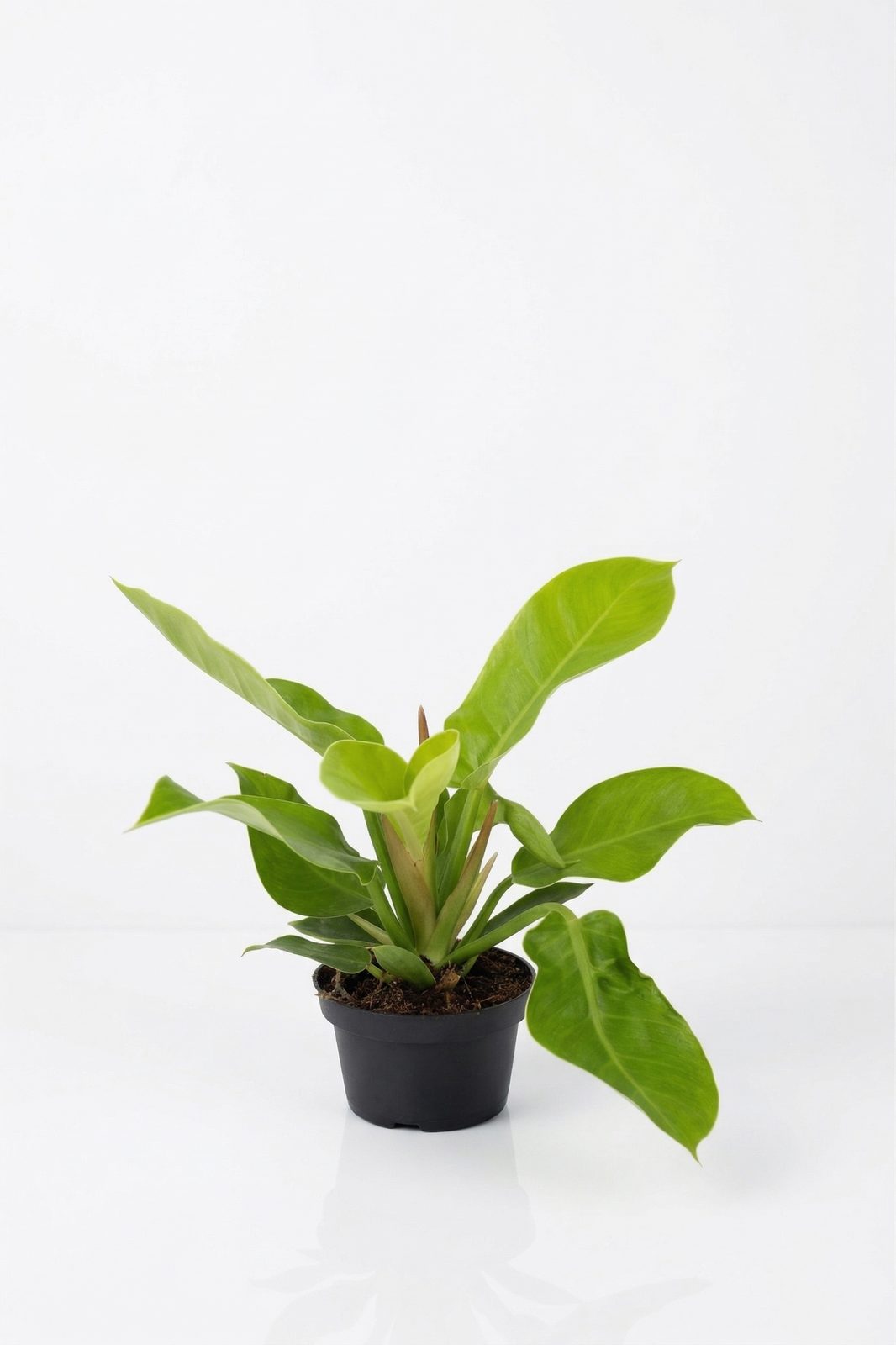 PHILODENDRON MIX KÜÇÜK