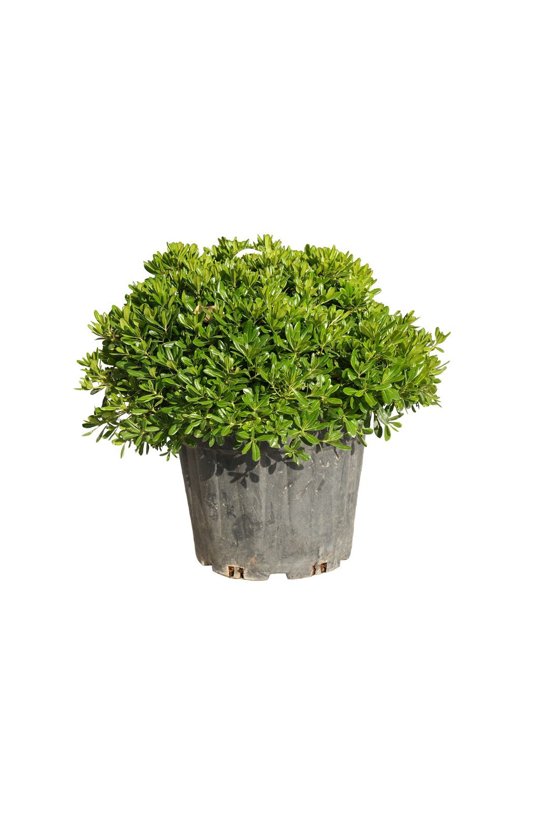 PIKTOSPORUM TOBIRANANA 35L