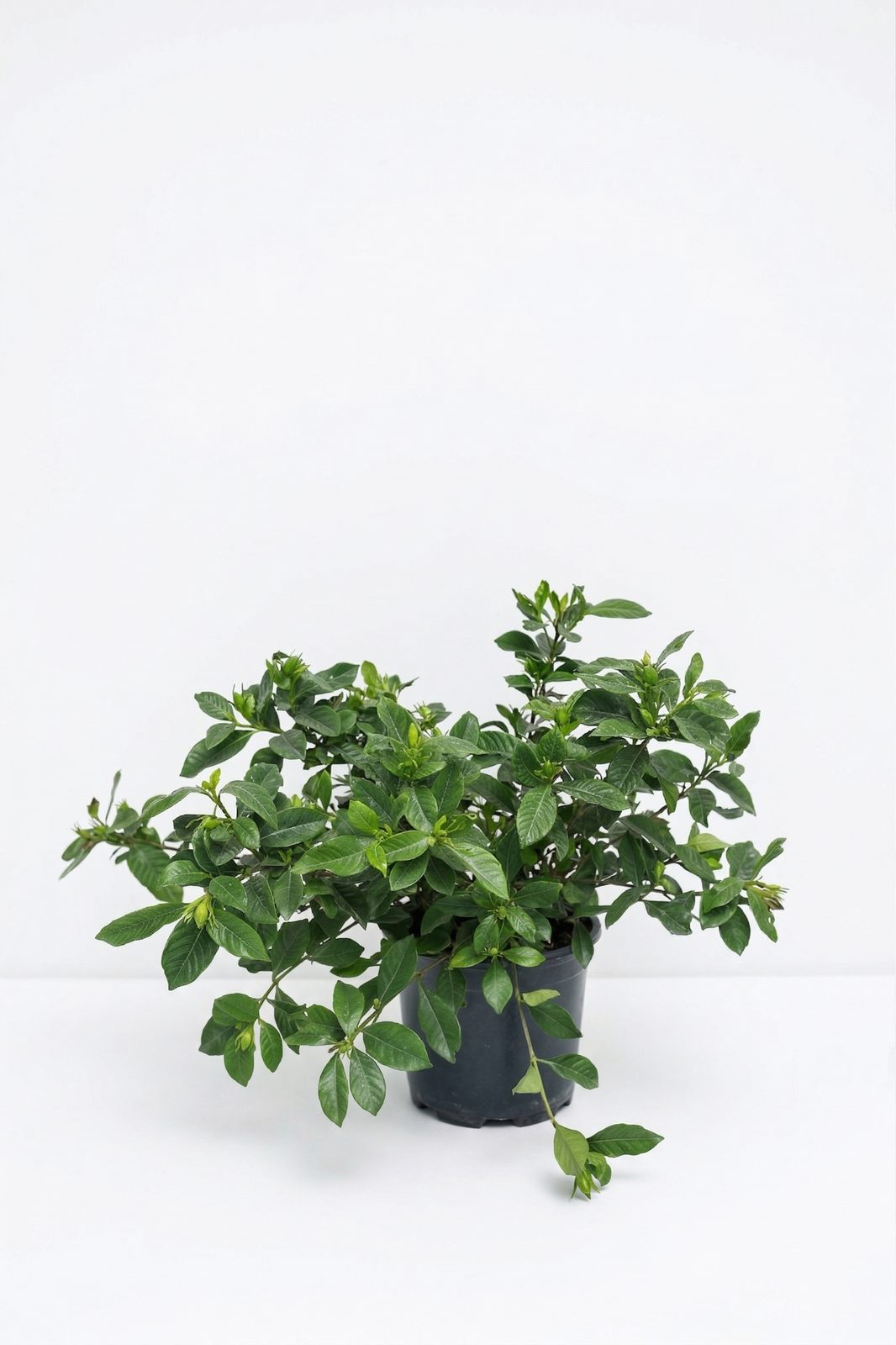 PISTACIA LENTISCUS 125L