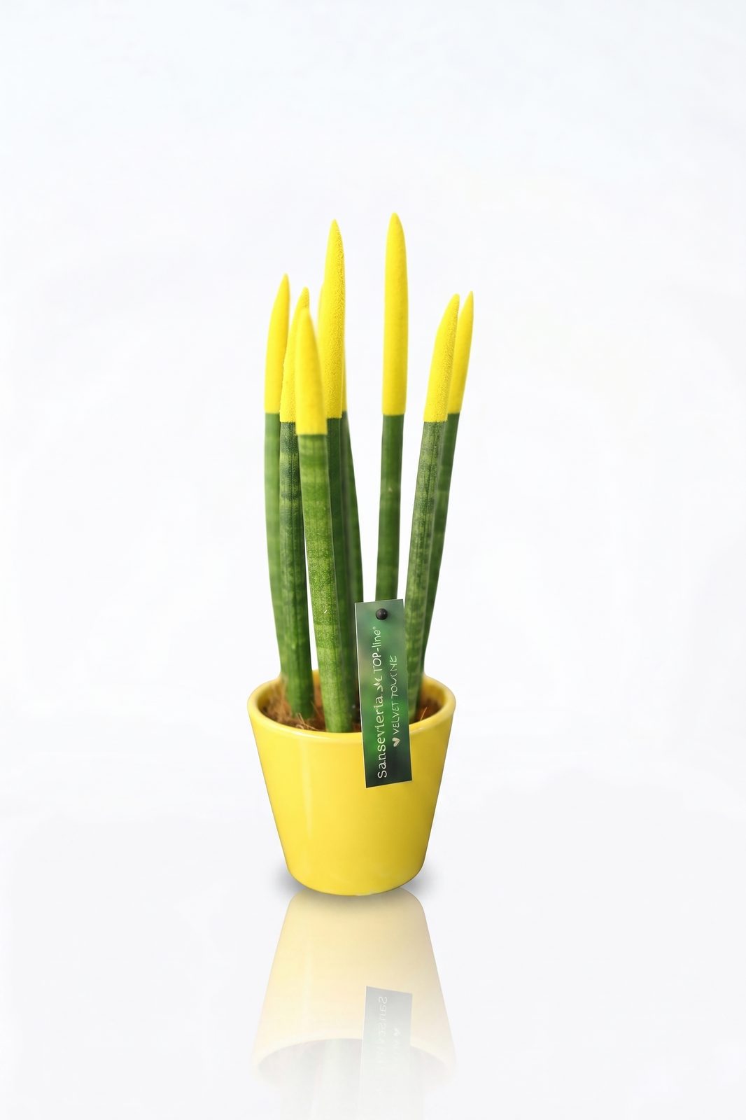 SNSEVERIA görsel 8