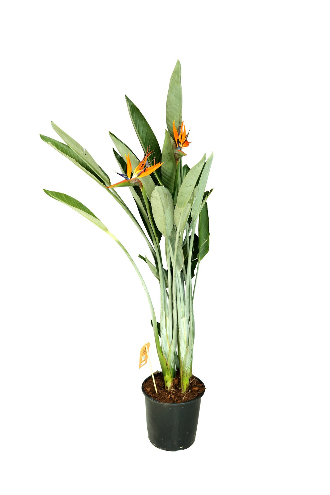 STRELITZIA REGIENA BÜYÜK