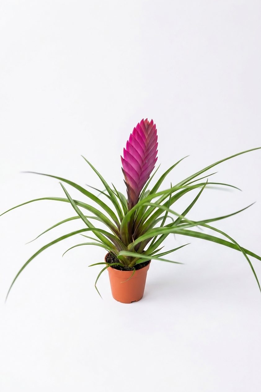 TRLANDSIA CIANEA P6