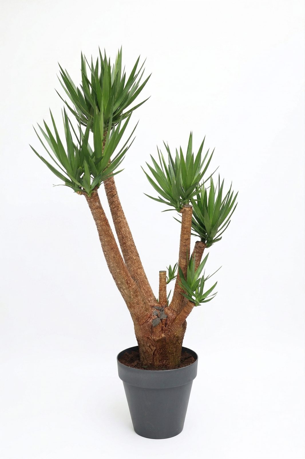 YUKKA 4 LÜ