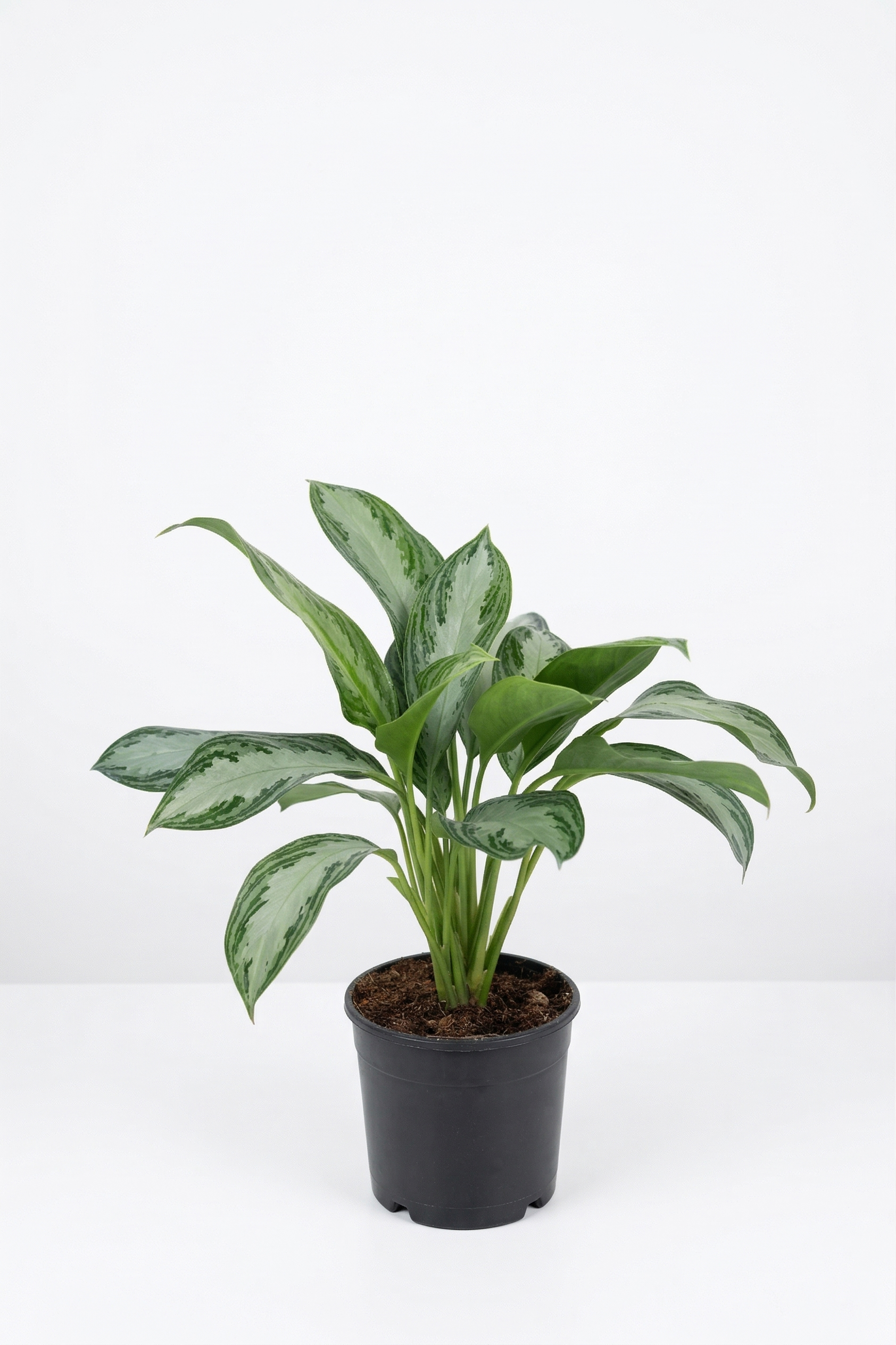 AGLAONEMA P17