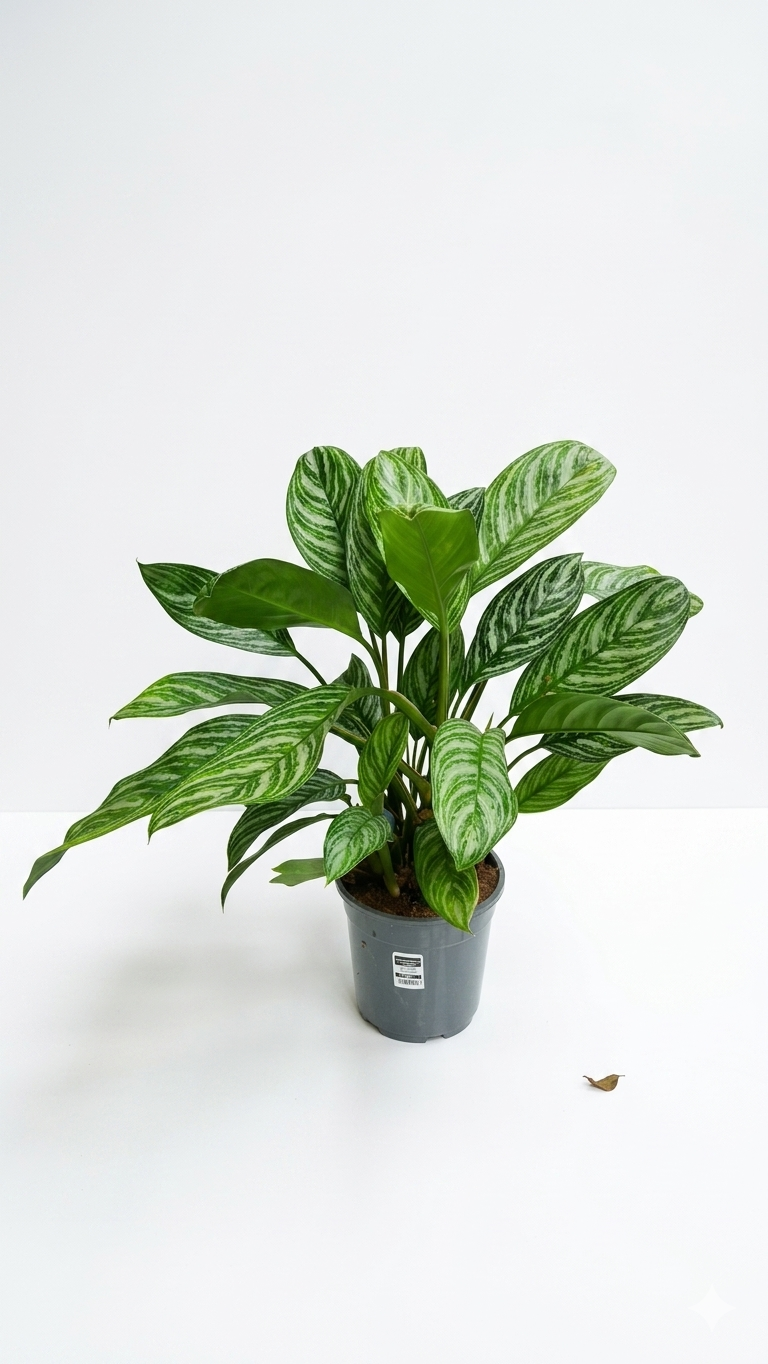 AGLAONEMA P21