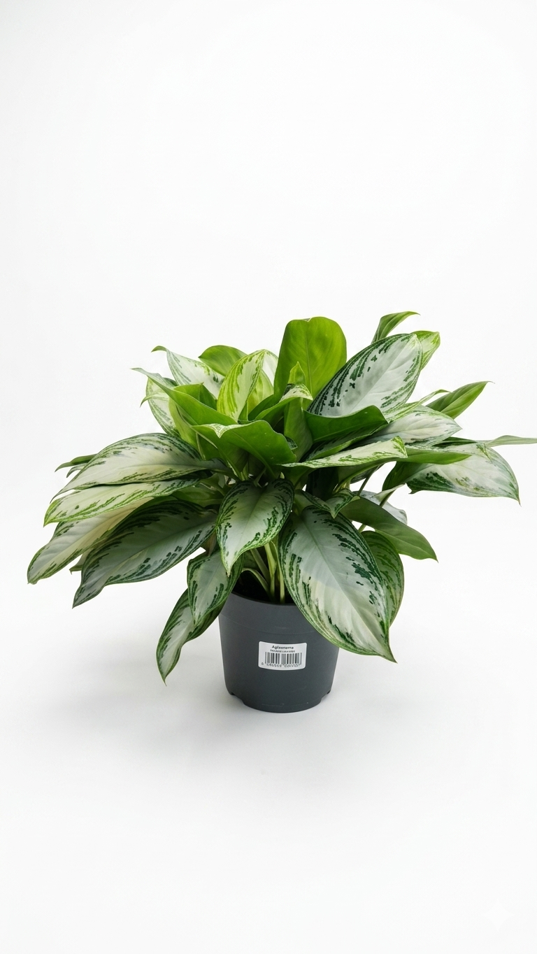 AGLAONEMA P35