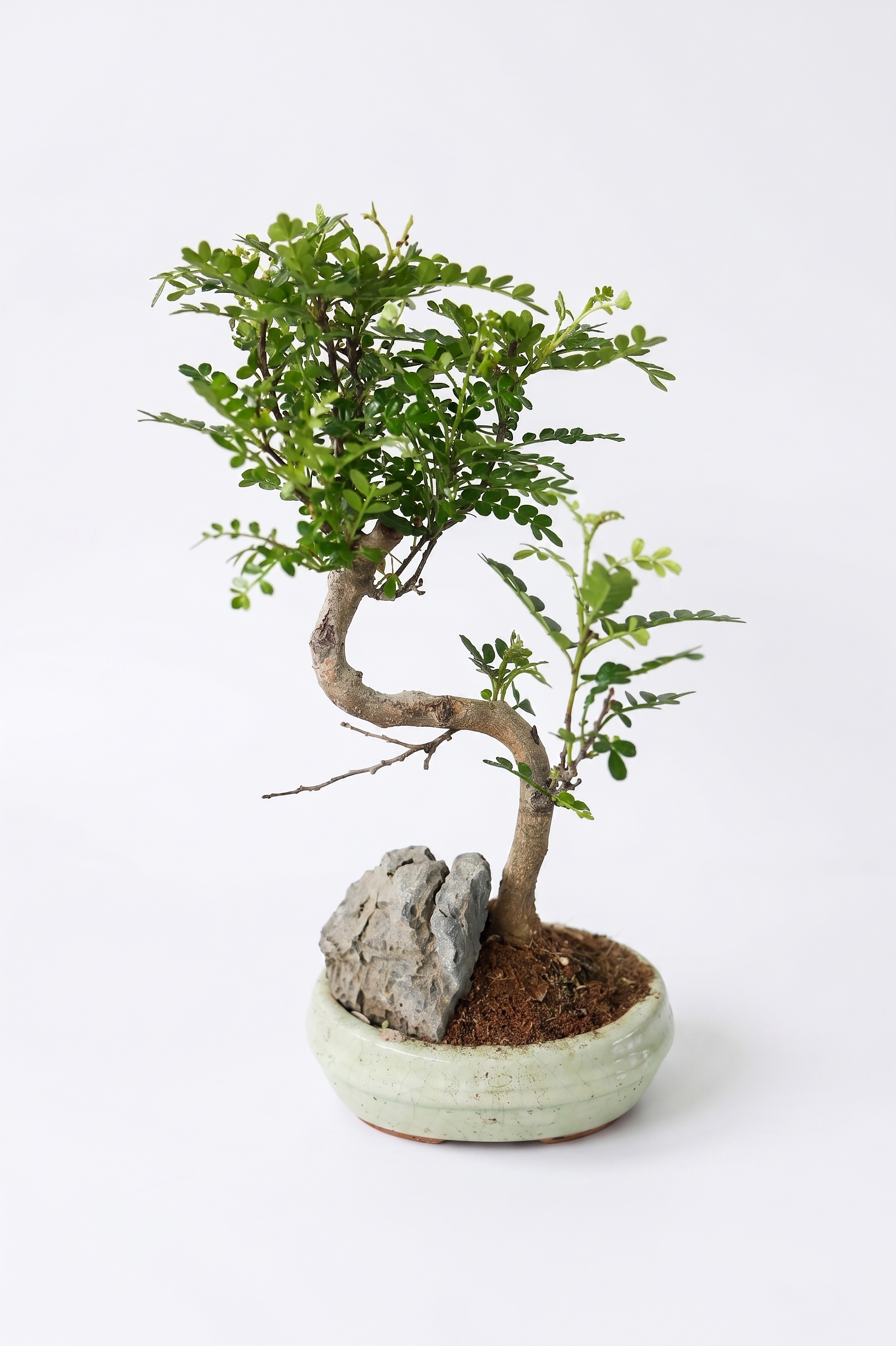 BONSAI MANOLYA