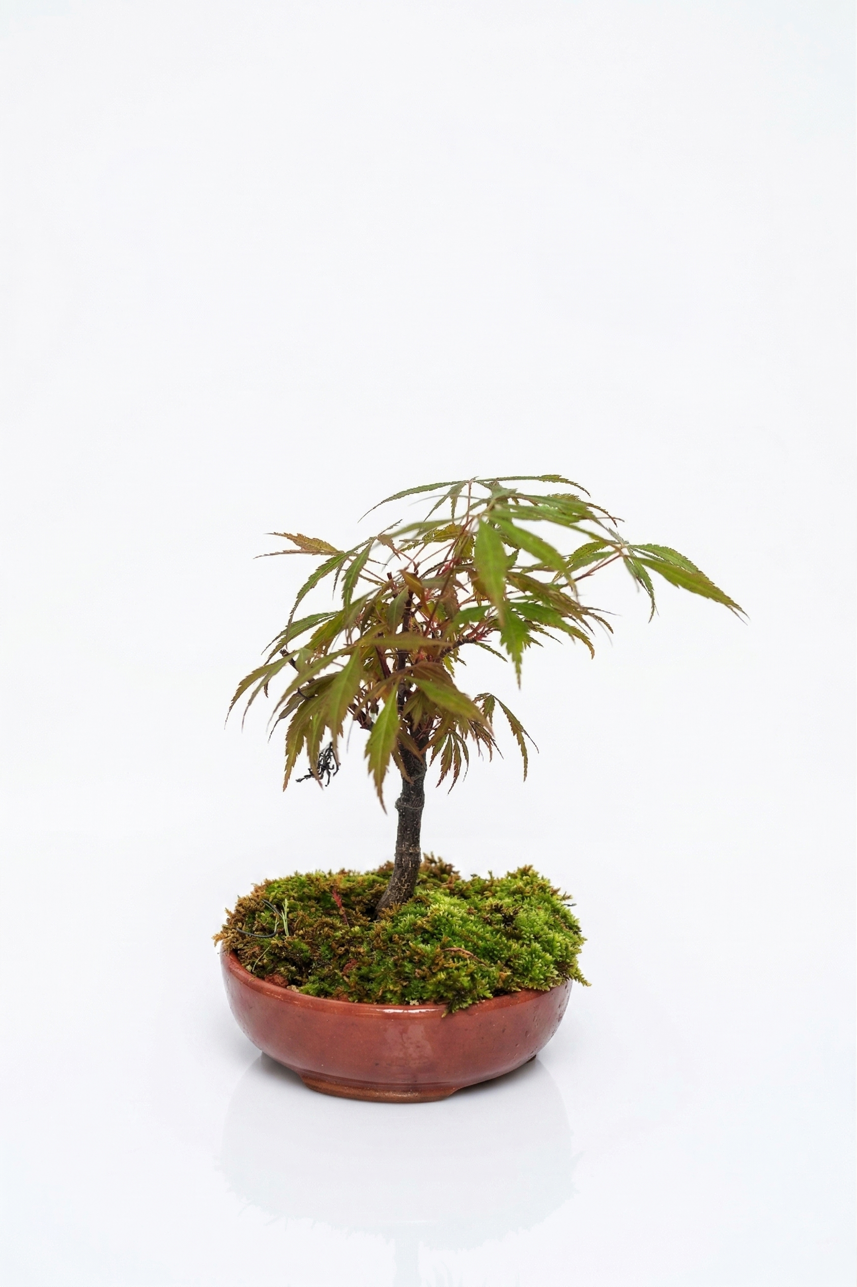 BONSAI AKÇAAĞAÇ (ORTA)