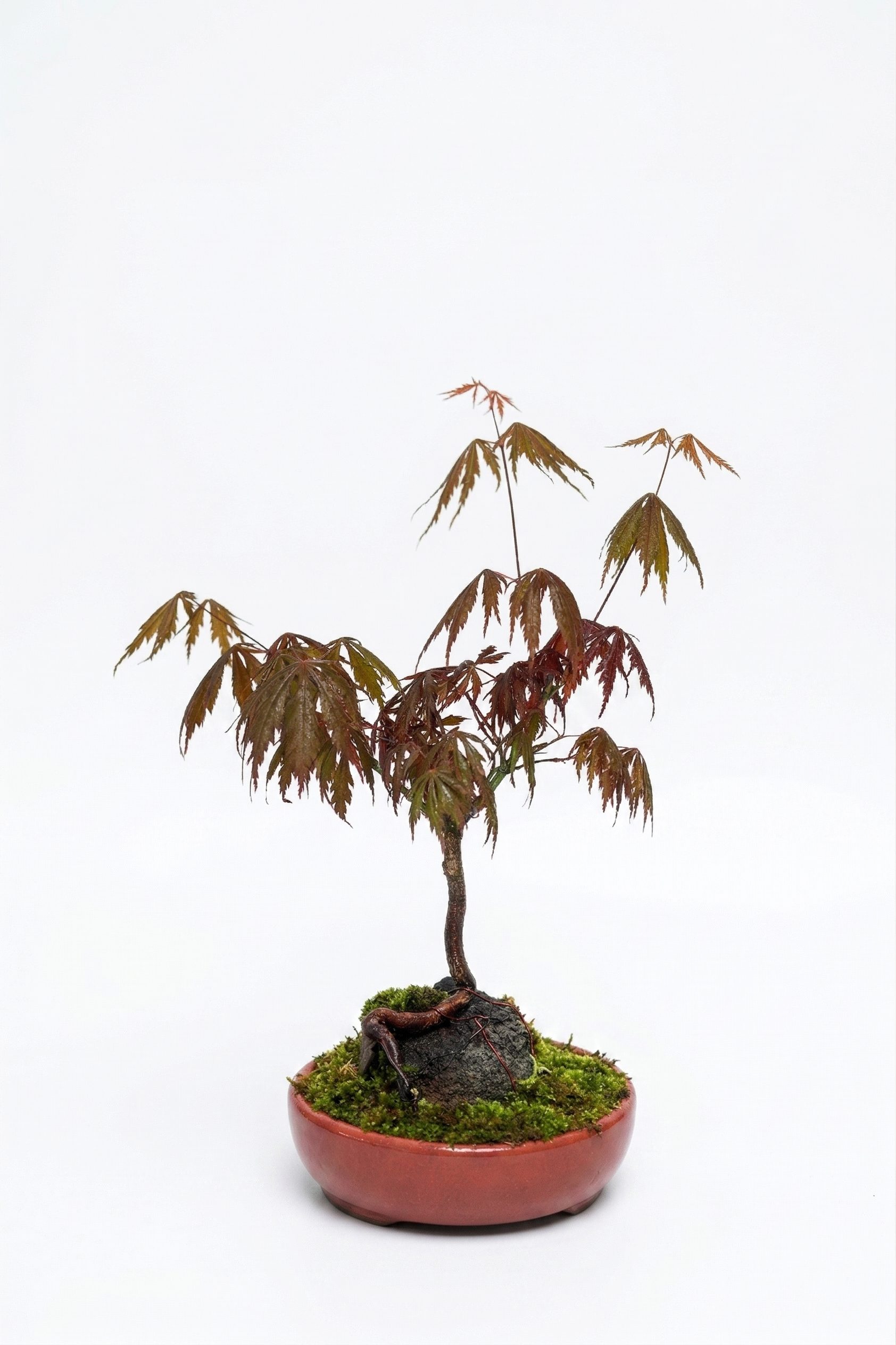 BONSAI AKÇAAĞAÇ (BÜYÜK)