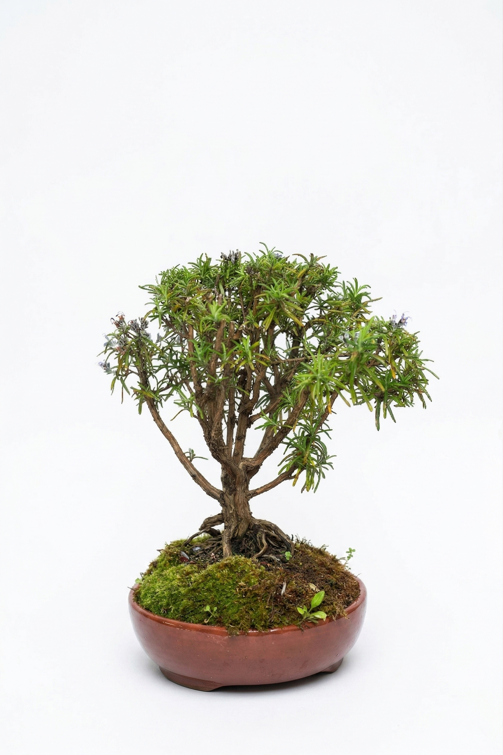 BONSAI BİBERİYE