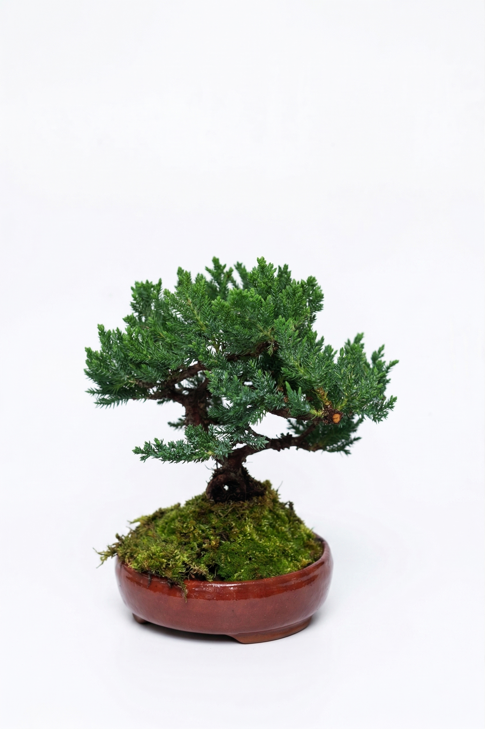BONSAI ŞİMŞİR